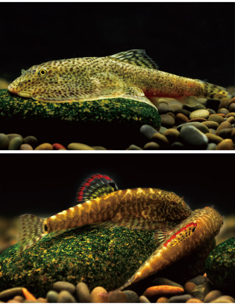 族萃贵爬吸鳅琵琶鱼淡水小提琴除藻冷水清道夫绿藻褐藻缸壁清洁工 贵