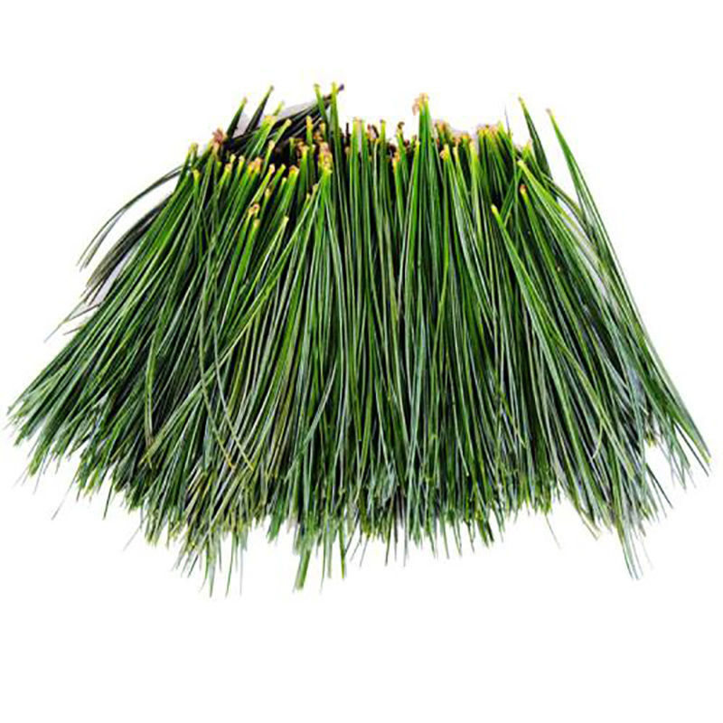 长白山百年红松新鲜松针五针红松松针茶松针粉马尾松针叶一斤新鲜松针