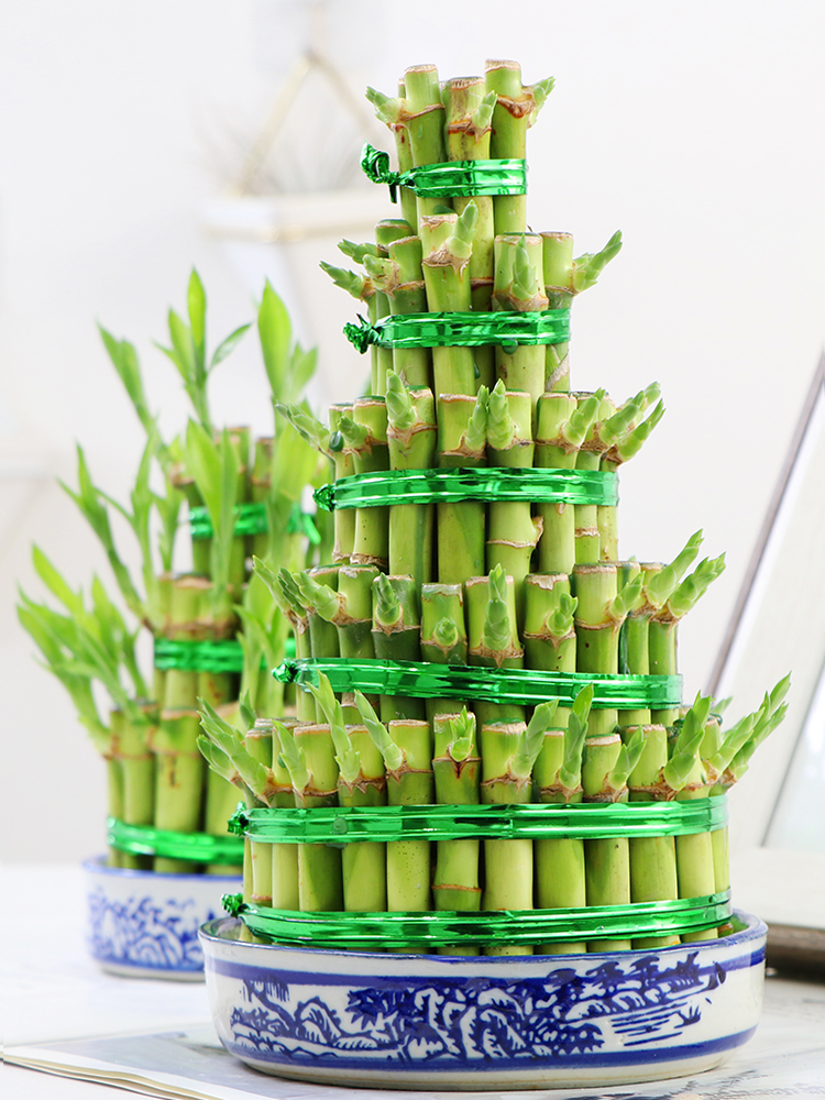 竹塔富贵竹水培植物绿植盆栽水养室内办公桌节节高3层步步高升竹塔