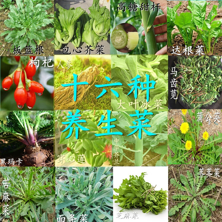 四季养生菜种子春夏秋冬北南方农家阳台盆栽易播蔬菜菜籽大全方震黑