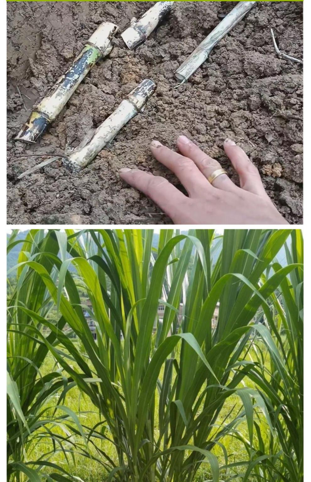 梦里丹皇竹草种节甜象草巨菌草红象草四季高产耐寒耐旱牛羊新鲜现草种