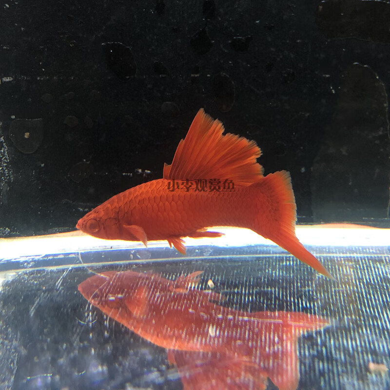 高帆红剑鱼双尾燕尾高鳍红箭鱼热带孔雀凤尾鱼发财观赏小型鱼活体精选