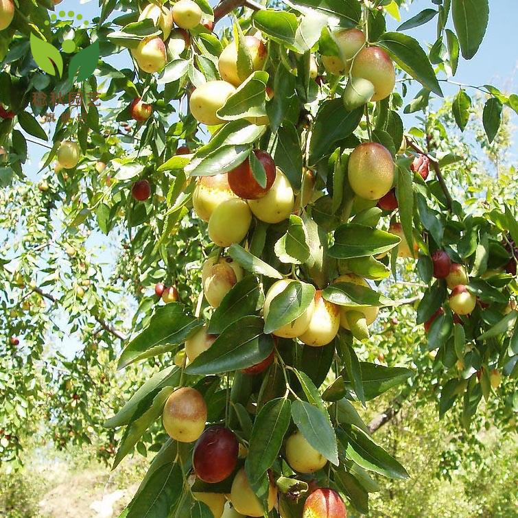 嫁接枣树苗果苗沾化冬枣苗 新疆大枣苗当年结果南方北方果树苗木嫁接