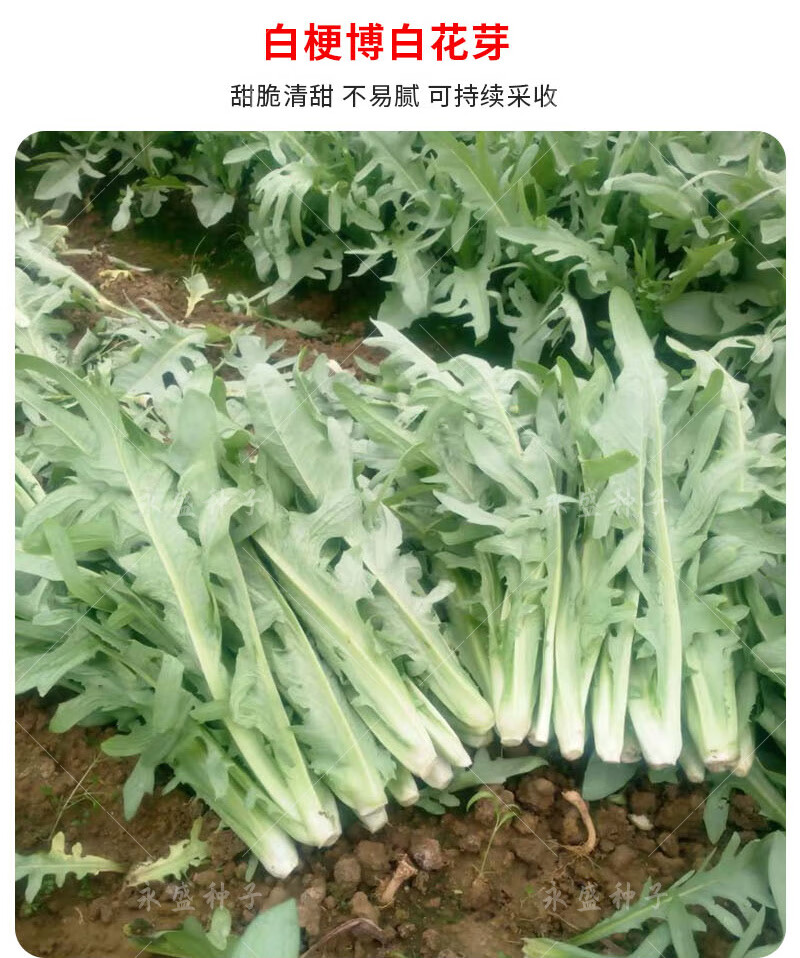 正宗高州唛菜种子八甲唛多枝多芽甜麦菜种籽美人剑苦麻菜蔬菜种孑正宗