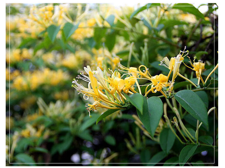 金银花盆栽室内客厅四季花卉庭院阳台种植爬藤攀援植物树苗可食用黄色