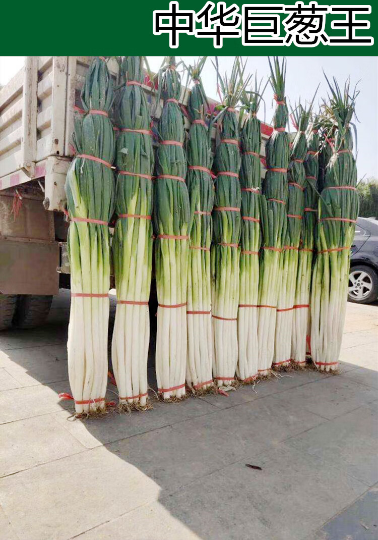 中华巨葱王大葱种子大香葱铁杆型耐热抗寒章丘春季秋冬季铁杆四季