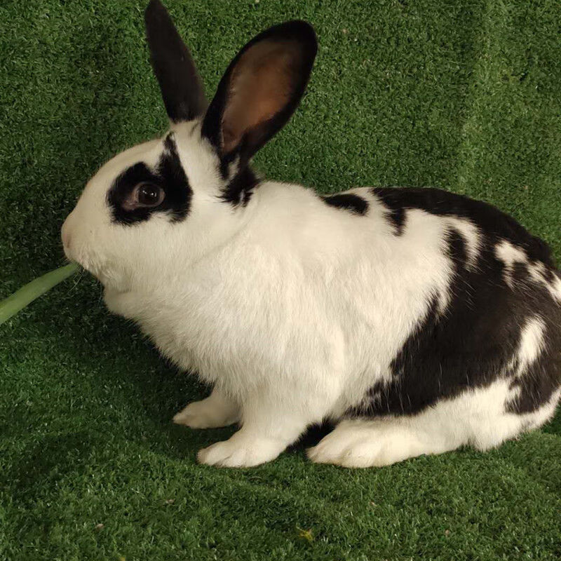 大型月月怀孕母兔可繁殖新西兰成年种兔苗活体巨型黑花巨兔3斤左右公