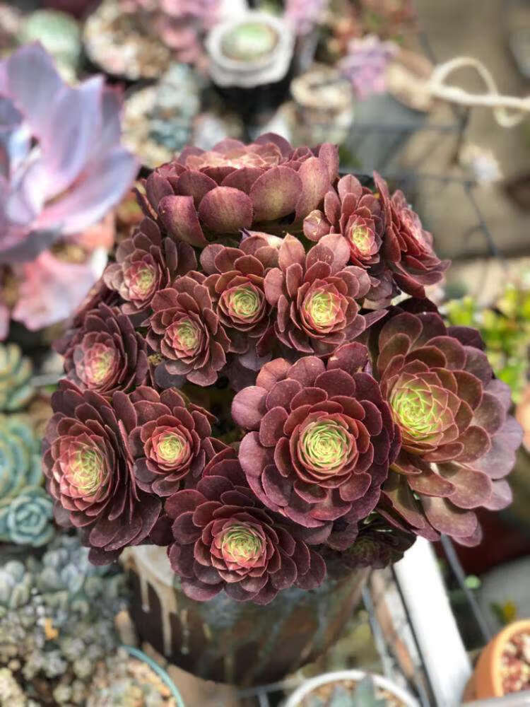 【严选】黑法师多肉植物超大 多头 法师多肉老桩组合绿植盆 绿羊绒7