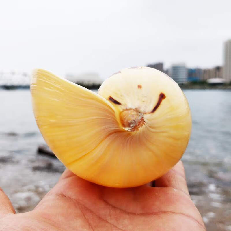 天然海螺贝壳花盆椰子螺壳超大摆件鱼缸造景装饰品玩具