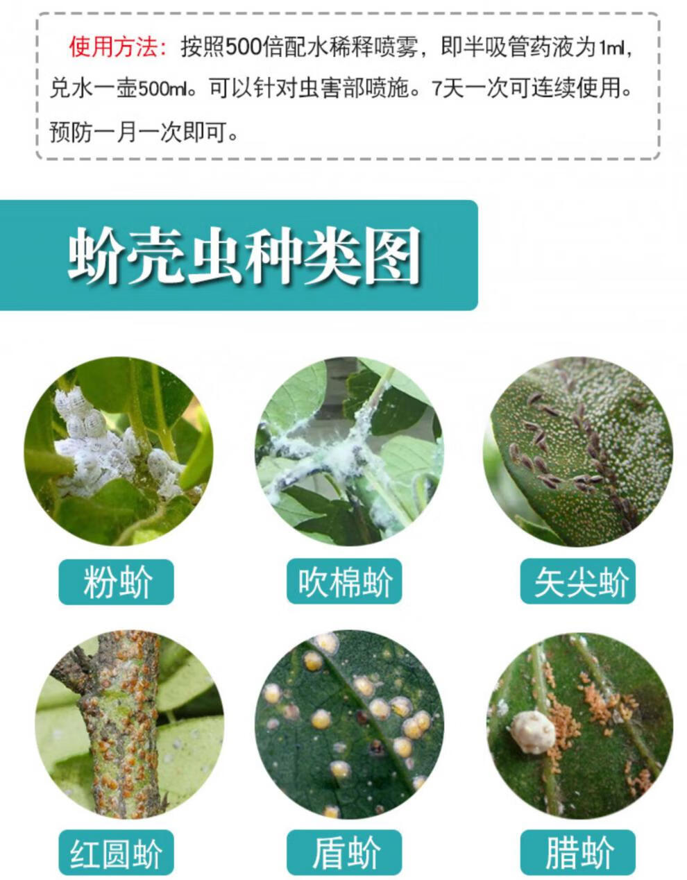 多肉杀虫剂介蚧壳虫专用药剂花卉植物通用小白虫药介壳虫蚧必治30g
