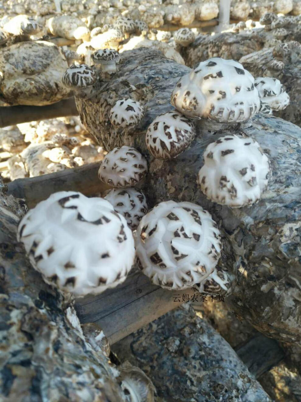 出口特级天白花菇楼上香港非原椴木野生农家新货香菇厚肉1斤蘑菇