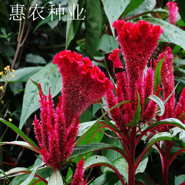 鸡冠花花籽春播白色扇状红黄凤尾庭院室外耐旱易活盆栽鸡冠花种子