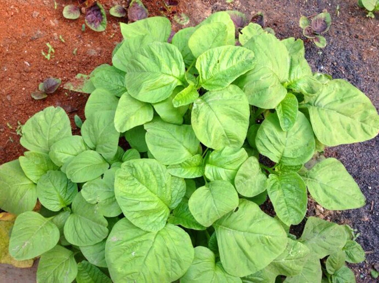 纳格兰厂家原厂封包苋菜种子 圆叶苋菜种子 青苋菜种子 红苋菜种子 青