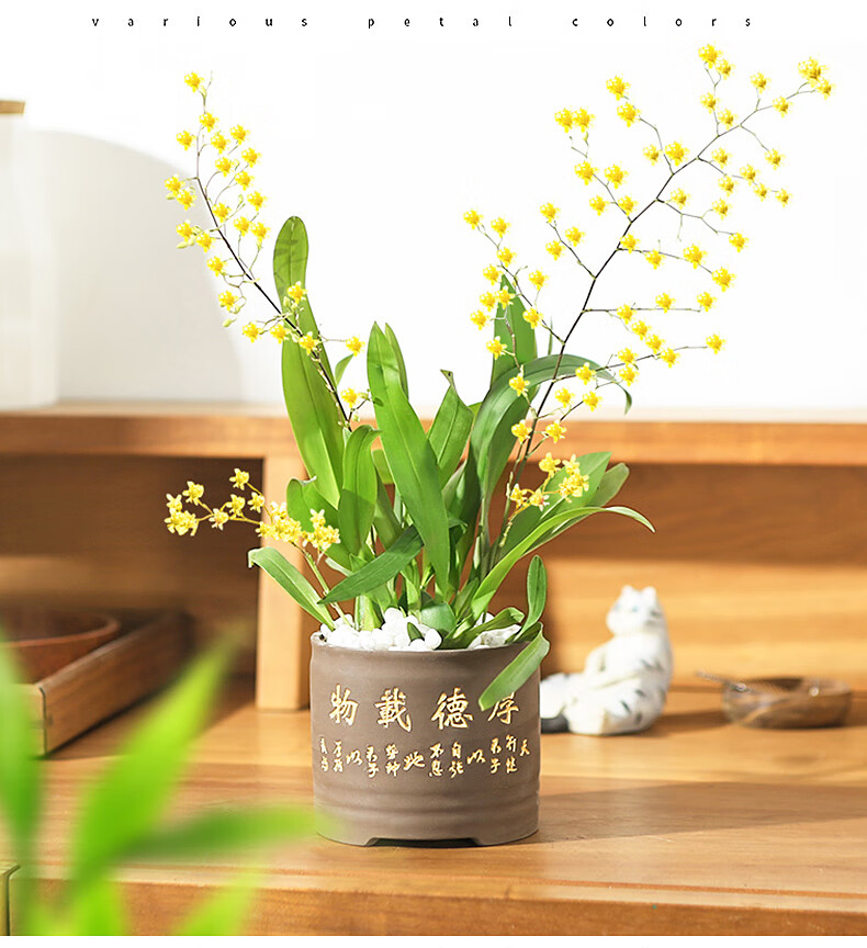 文心兰盆栽带花剑室内植物花卉跳舞兰梦香兰香水味绿植花苗兰花梅青盆