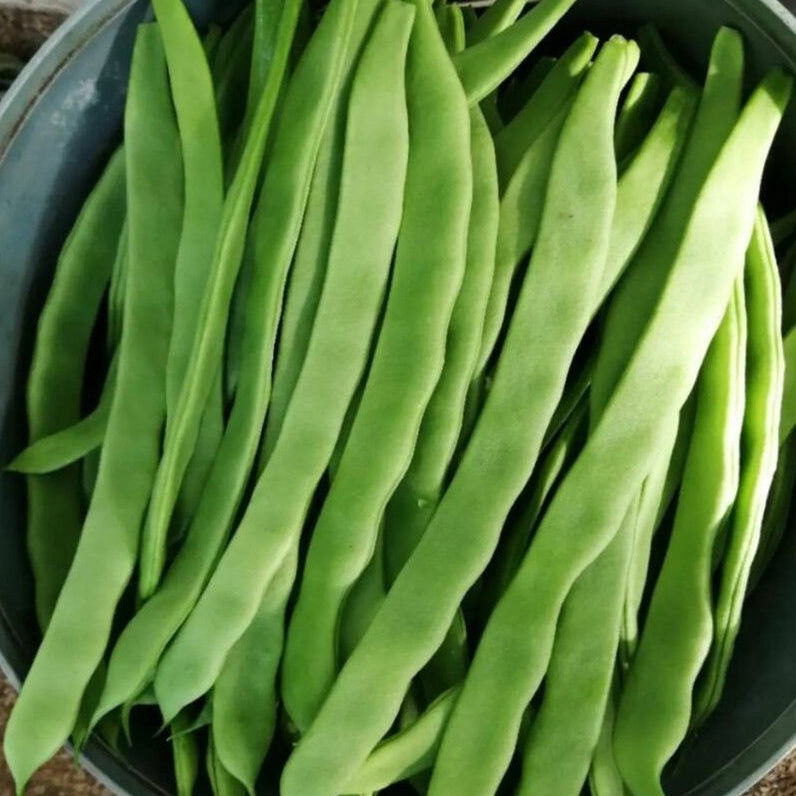 新鲜扁芸豆四季豆无丝豆农家自种蔬菜现发2斤整箱生鲜团建送礼 2斤装