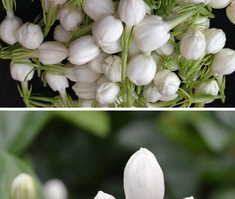 旭力茉莉花鲜花骨朵现摘小茉莉花苞蜜酱纯露酵素腾跃ty 10斤【图片