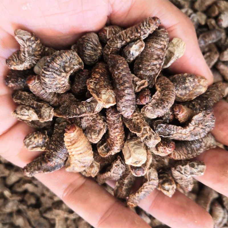 蛴螬中药材2019年新货蛴螬干土蚕老母虫核桃虫粪虫250克