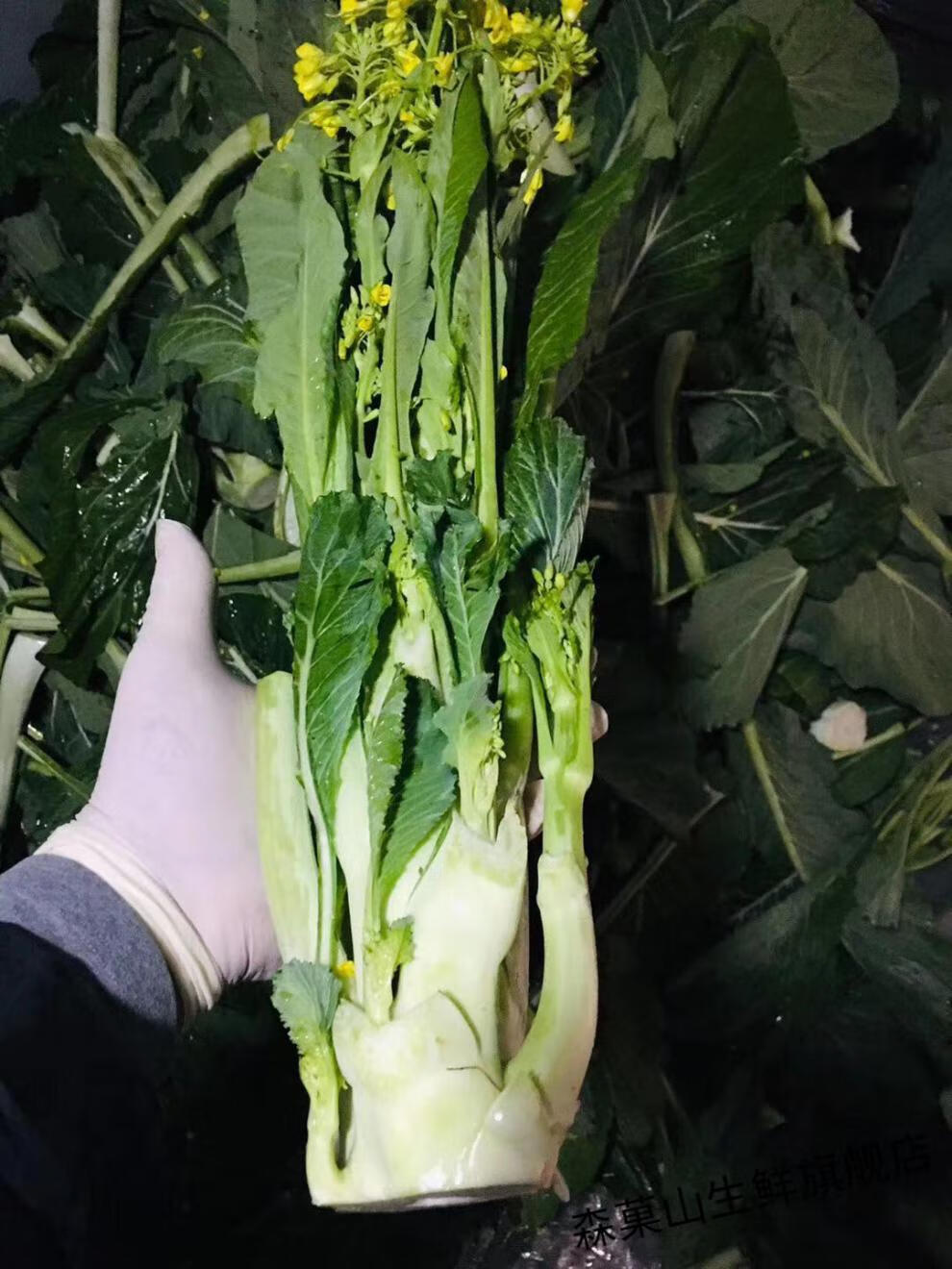 礼盒装】增城迟菜心 新鲜迟菜心现摘现发高脚菜心广东蔬菜 6斤【礼盒