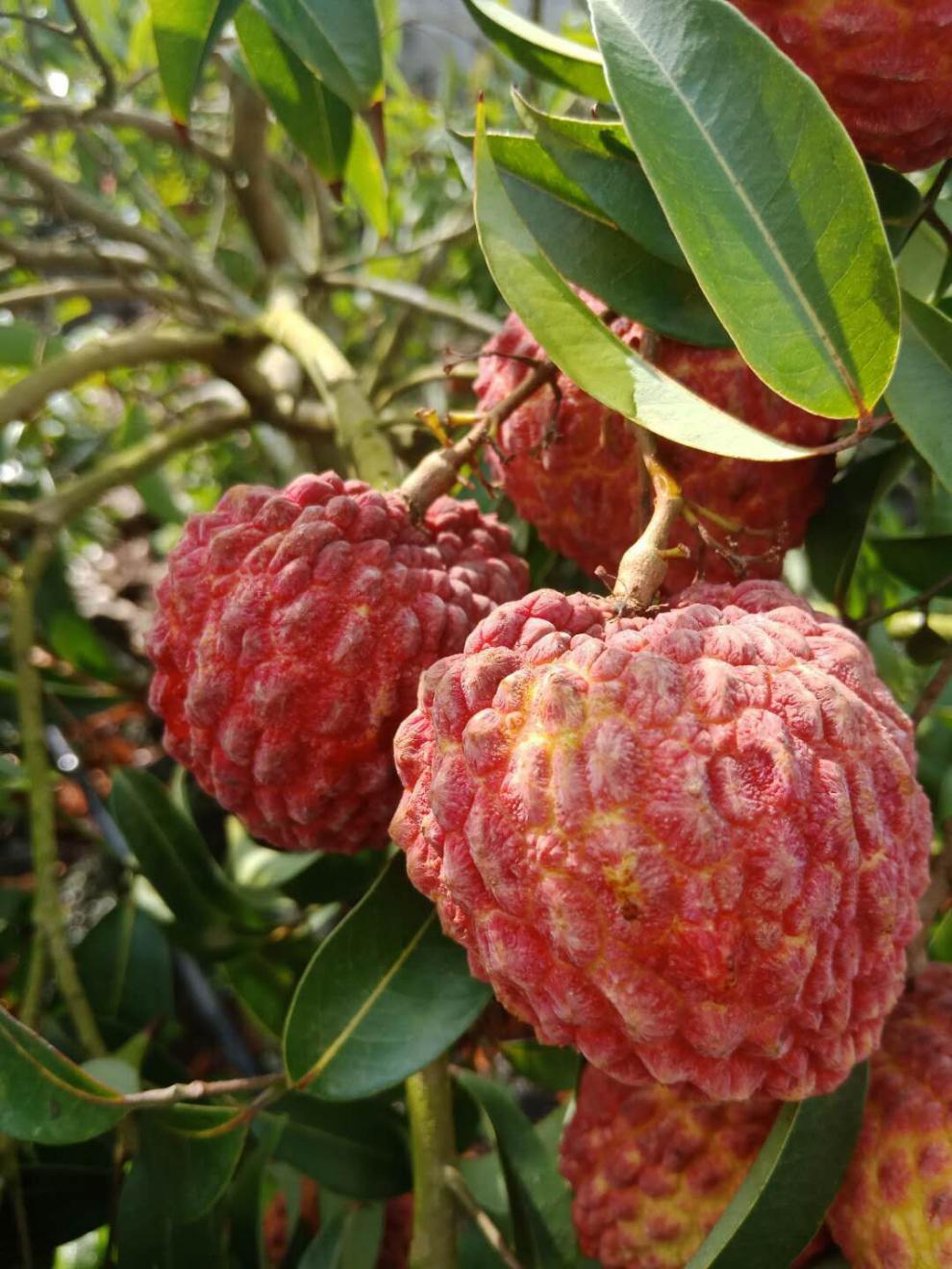 【礼盒顺丰-多地隔日达】海南荔枝王 超大甜荔枝新鲜 5斤当季水果