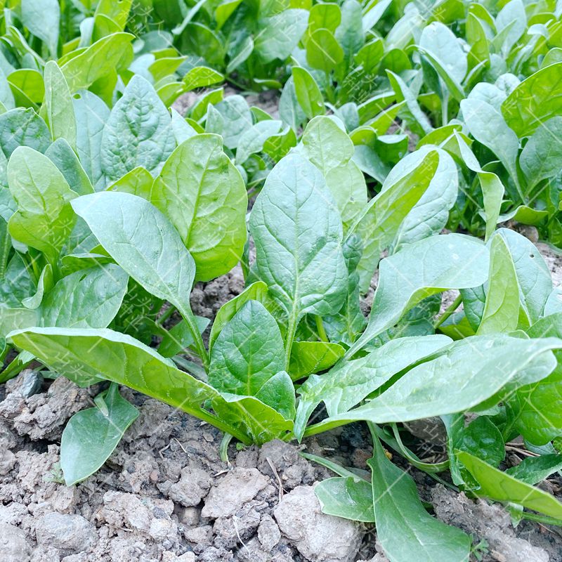 小叶菠菜种子小尖叶土菠菜家庭种植品种香地道农家味老种子蔬菜籽