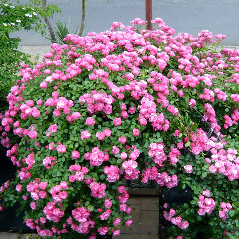 安吉拉藤本月季花苗庭院爬藤阳台植物花卉蔷薇四季开花 安吉拉大苗【1