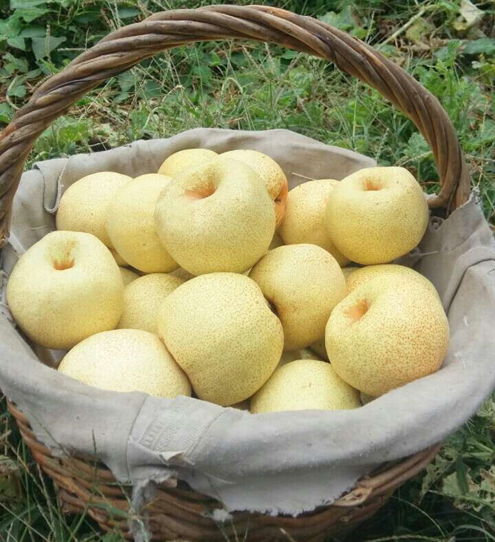 玫栀正宗砀山酥梨精品装特级贡梨新鲜水果当季整箱10斤礼盒装15只装4