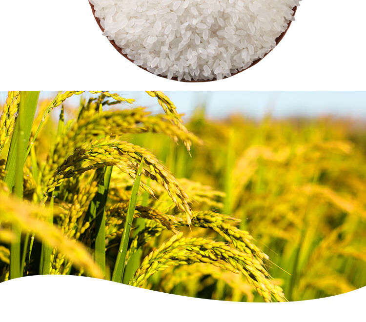 【盘珠】19年新米东北盘锦大米20斤盘锦农家蟹田香米盘锦厂家直发