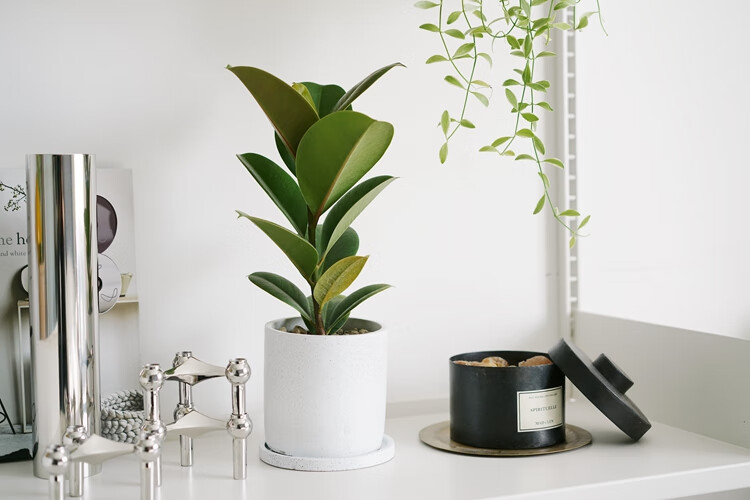 秋颖 美国榕橡皮树 北欧ins冷淡风清新室内植物盆栽 栽好发 美国榕