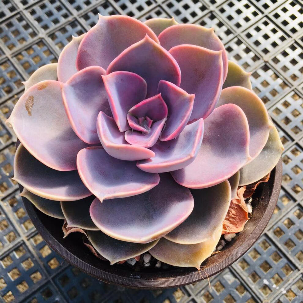 红心莲多肉植物室内组合小花卉四季盆栽套餐办公桌新款绿植紫珍珠2头