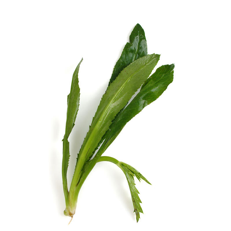 新鲜刺芫荽大香菜刺芹洋鹅芥假芫茜元西缅芜荽泰国越南香菜5斤无根