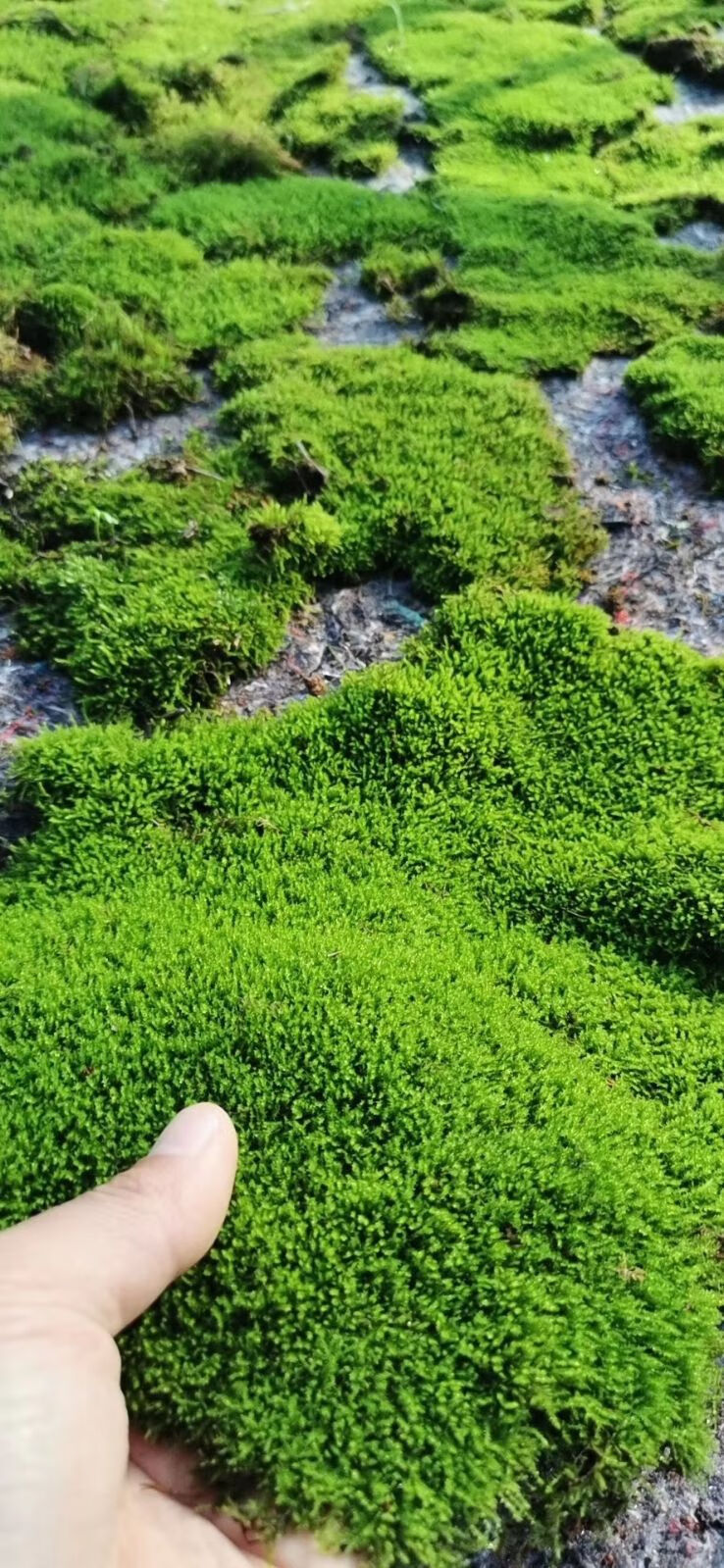 新鲜苔藓青苔小灰藓短绒藓青藓水陆缸雨林缸假山石上水石溪水植物