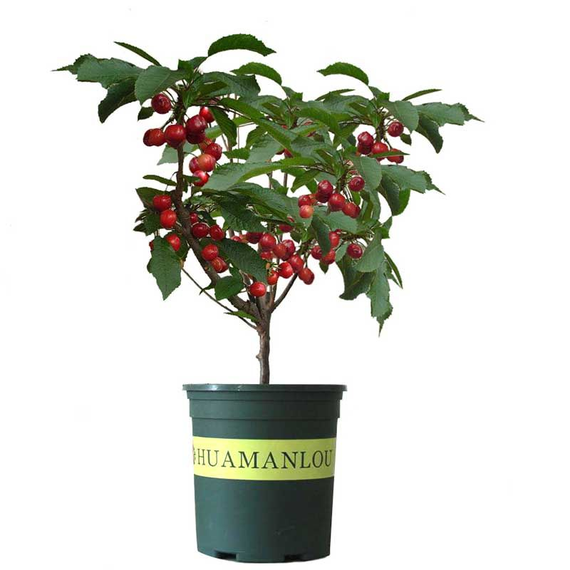 优友苗车厘子苗盆栽地栽特大樱桃树苗南北方四季种植 车厘子 5年大苗