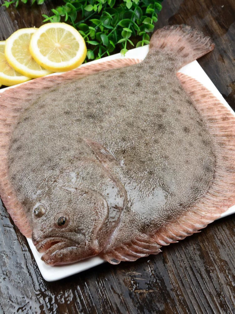 新鲜活冻多宝鱼比目鱼大菱鲆扁鱼海鲜 姒桀 4条(店长) 5-7两/每条(单