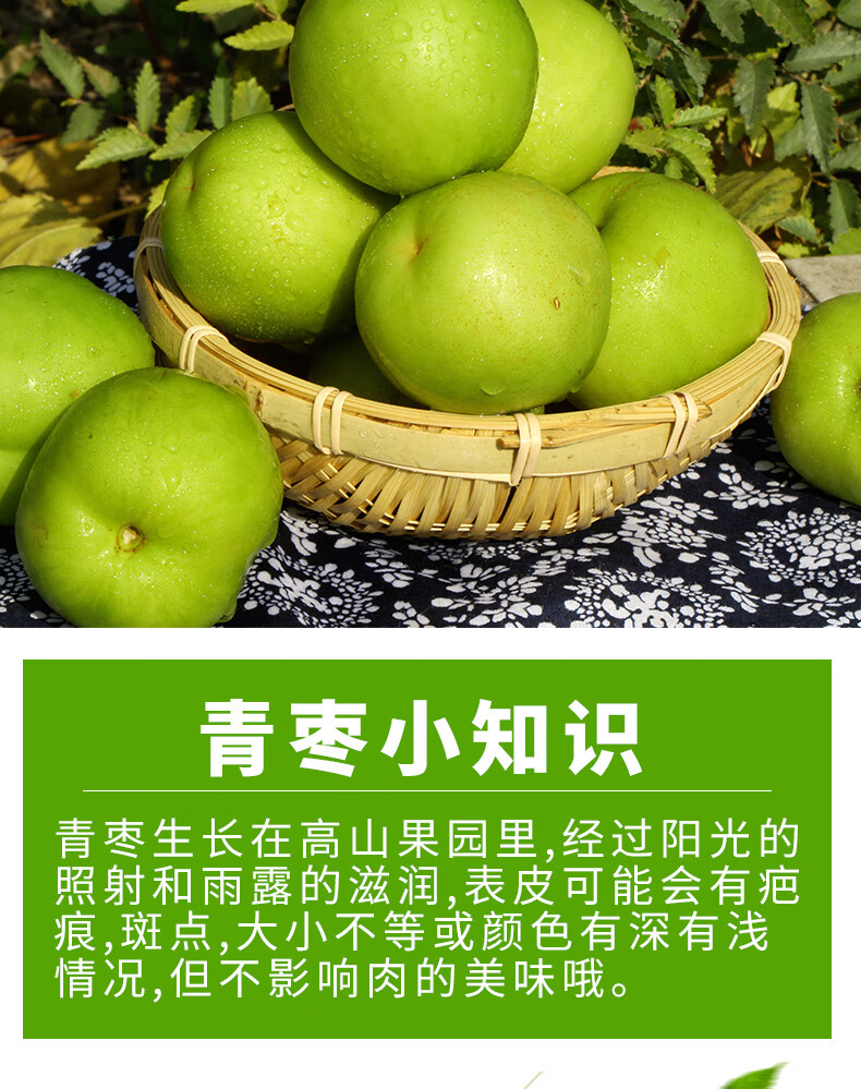 奶油大青枣广西牛奶大青枣5斤新鲜当季水果甜脆冬枣孕妇10 1500g