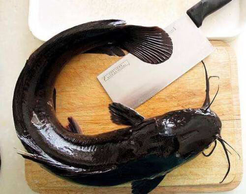 鲶鱼新鲜活体宰杀胡子鲶无杂刺烧烤鱼淡水鱼港荣切块净重两斤