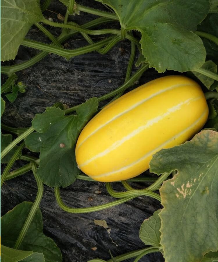 新鲜水果黄金瓜时令蜜瓜当季水果香瓜生鲜水果 9斤