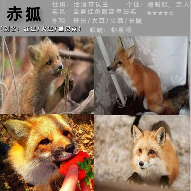 店铺推荐 萌萌狐狸活物雪狐自家繁殖家养萌宠熊猫狐蓝狐白化狐狸异瞳狐蓝狐 图片价格品牌报价 京东