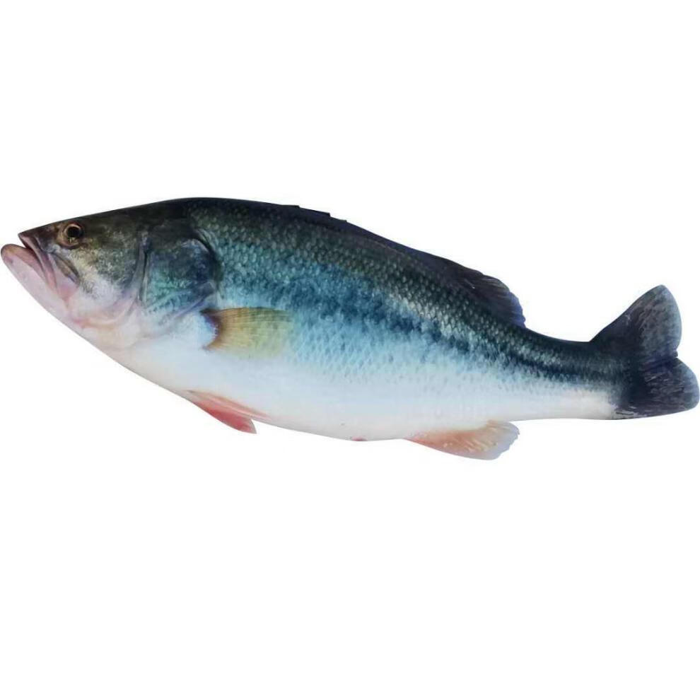 鲈鱼新鲜淡水大口鲈鱼海鲈七星鲈加州鲈鱼新鲜鲈鱼腾旺纳跃二条鲈鱼