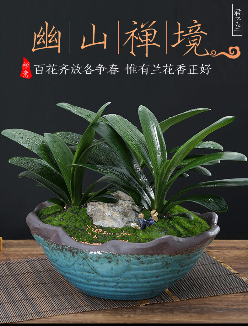 精品君子兰组合盆栽大花观花绿植办公室内盆景客厅书房常青 君子兰j款