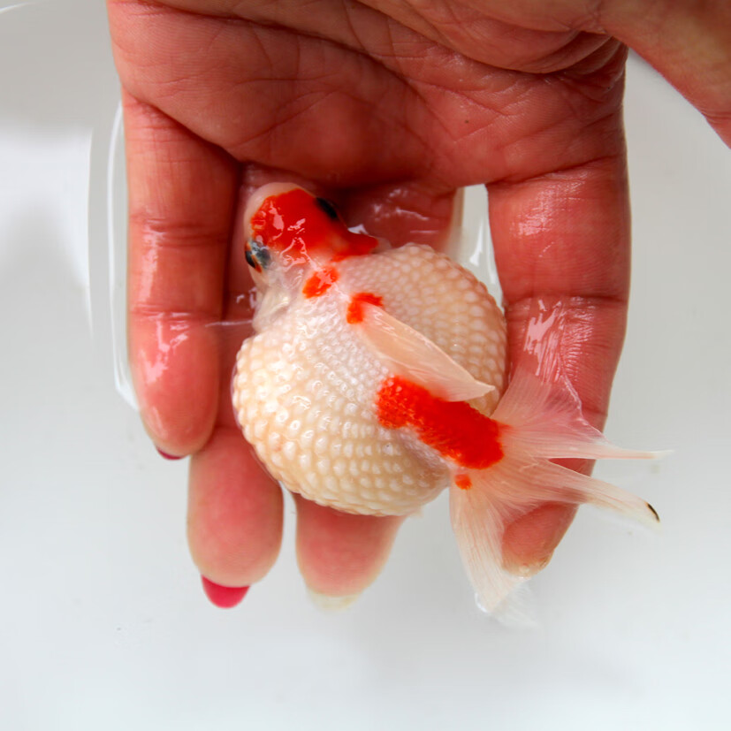 金鱼观赏鱼兰寿泰狮蝶尾红黑蝶活体宠物五花珍珠皇冠珍珠金鱼红白珍珠