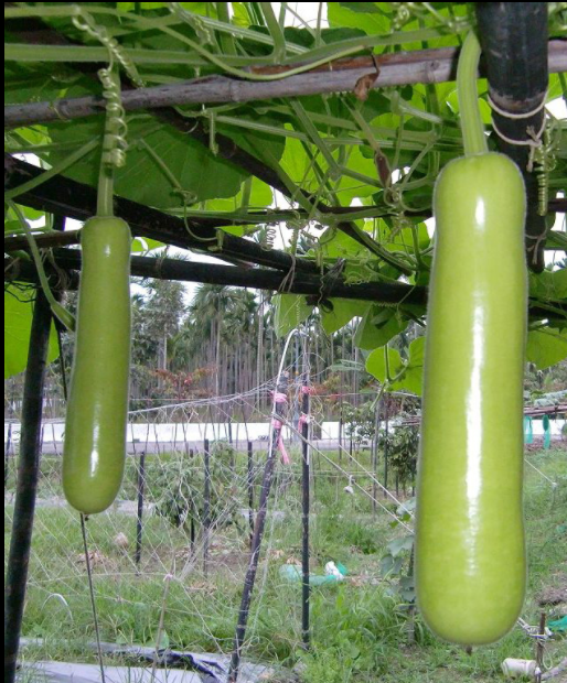 农友推荐可狄kedi瓠瓜种子瓠子种籽种苗早熟高产瓢瓜特