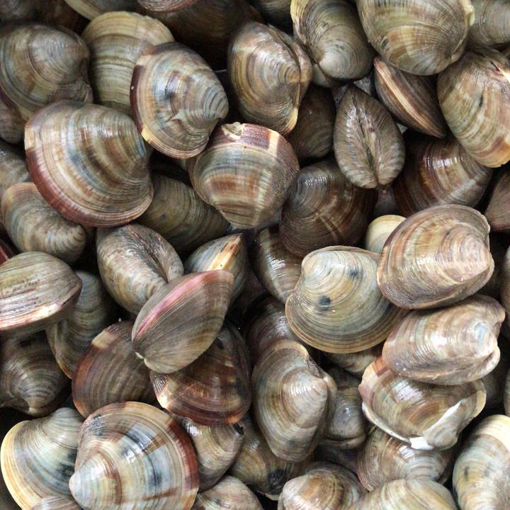 鲜活美贝黄贝野生海捕无沙超大哈利花蛤文蛤花甲贝类海鲜包活 鲜活无