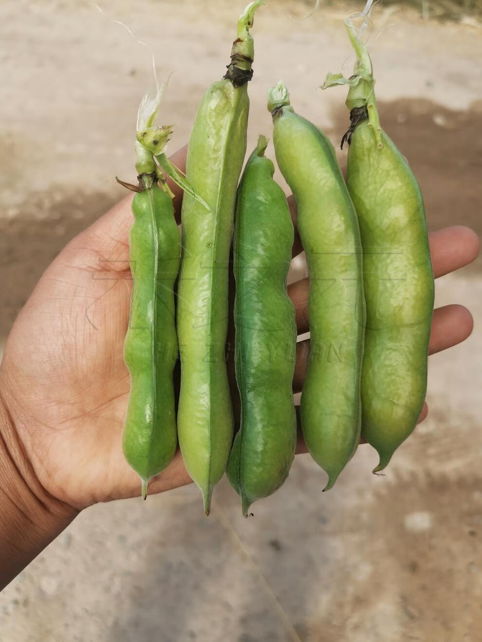 蚕豆种籽豆类系列可食荚食豆 杂粮种子春夏秋冬季盆栽南方北方四 1斤