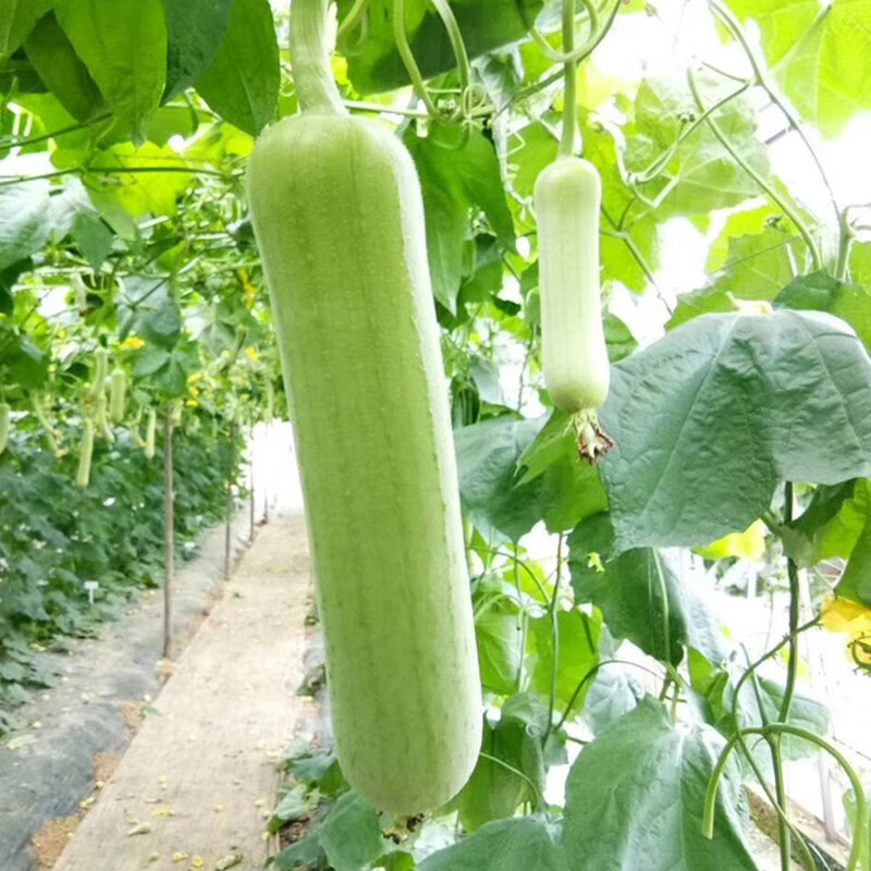 白玉肉丝瓜种籽孑爬藤肉多多油亮耐热农家春夏秋季蔬菜