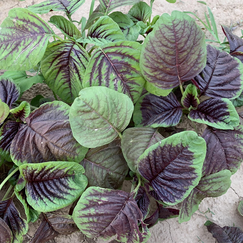 红叶苋菜种子汉菜满身红圆叶菜籽种四季播种春季秋季蔬菜种孑菜籽神禾