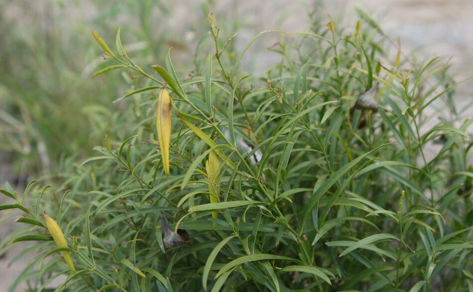 同仁堂白前250g空心白前鹅管白前代打白前粉无硫