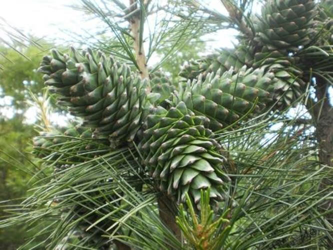 2020年长白山新鲜红松松树塔松子松果松鼠粮天然坚果500克新鲜生松子