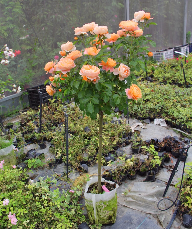 树状月季花苗庭院阳台 盆栽地栽树桩月季 老桩四季开花多色特大花