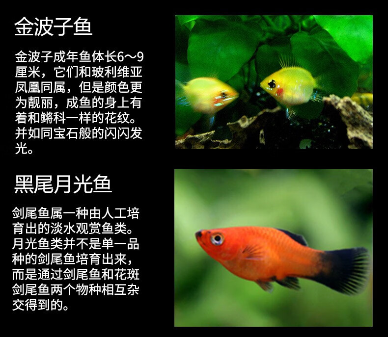 水族箱小型热带鱼观赏鱼活体红绿灯鱼淡水水族电光鱼美人天使鱼 天空