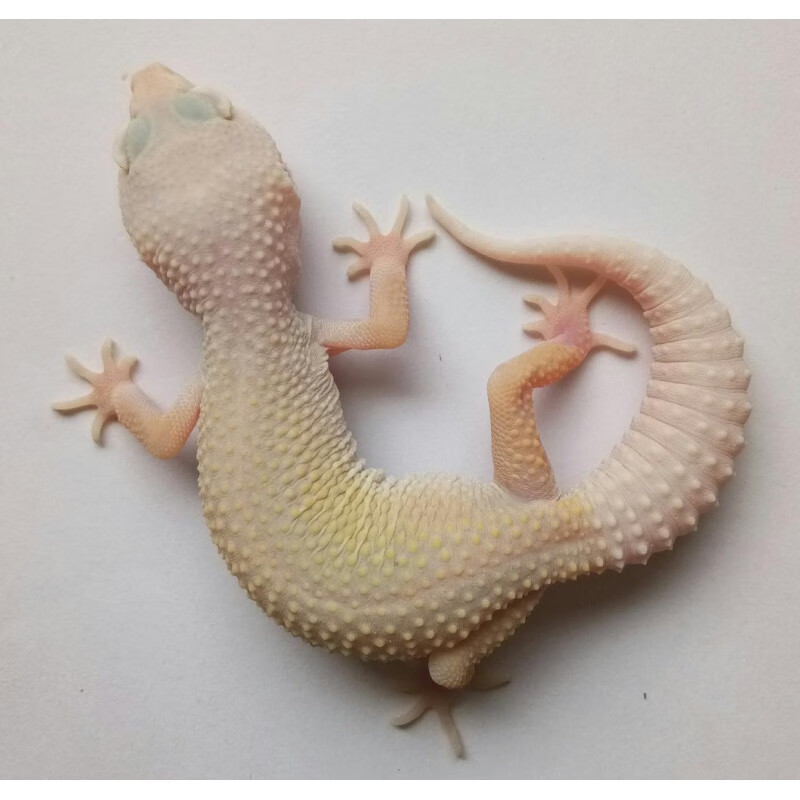 【京选推荐】豹纹守宫幼体入门级宠物蜥蜴活体稀有小型爬宠可爱温顺不